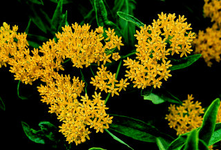 asclepias hello yellow butterfly weed perennial