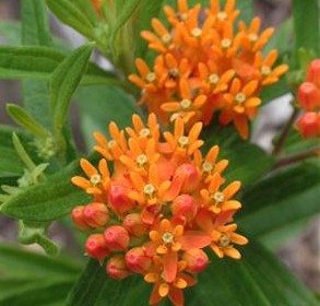 asclepias tuberosa butterfly weed perennial