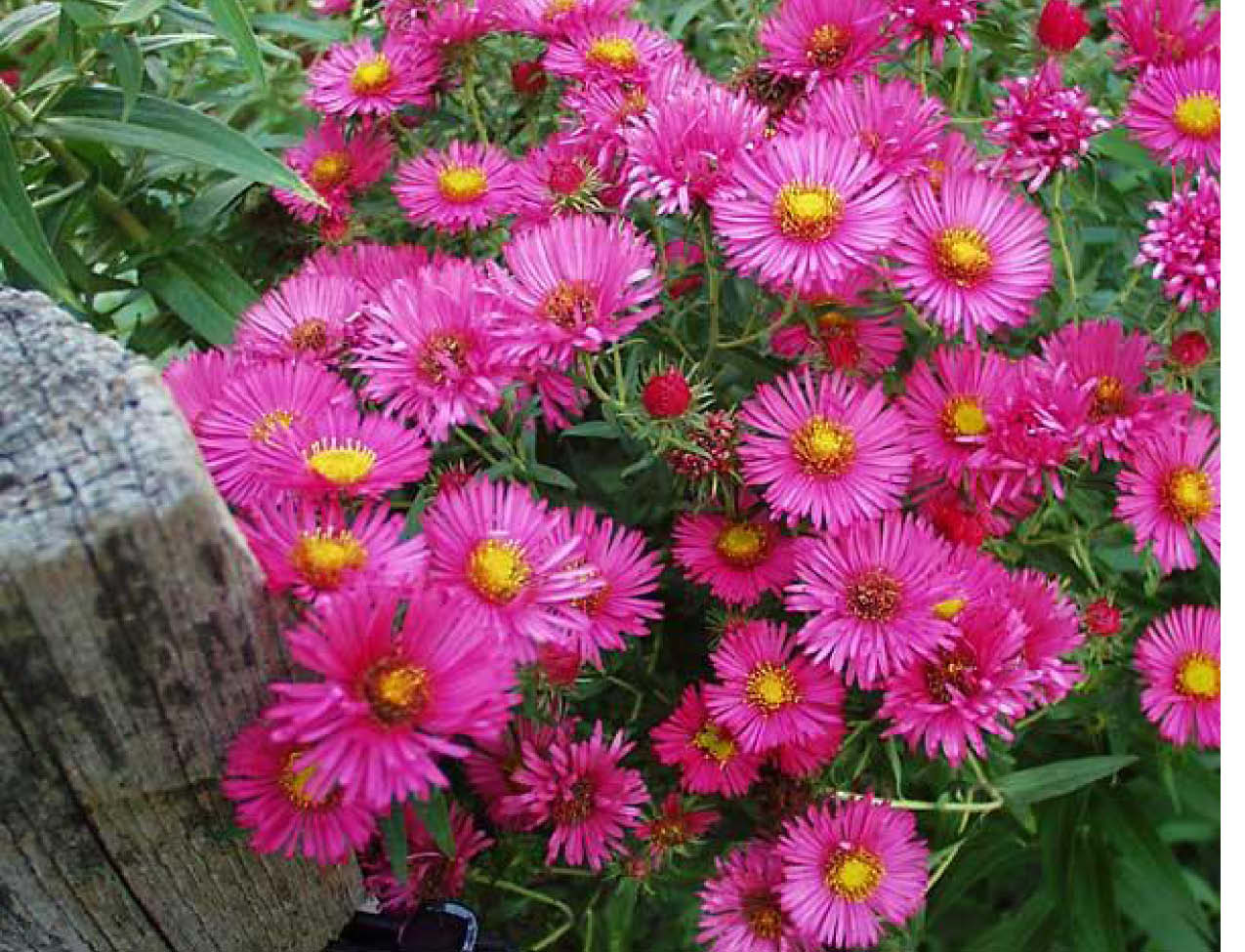 aster alma potschke perennial