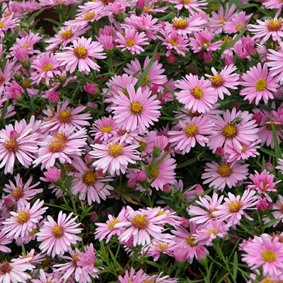Aster wood's pink perennial