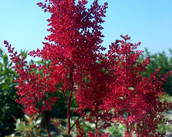 astilbe red sentinel perennial