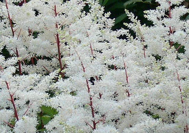 astilbe rock and roll perennial