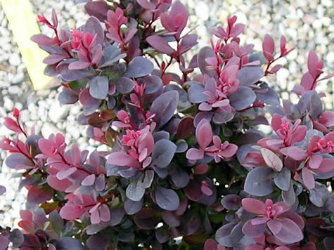 berberis concorde barberry shrub