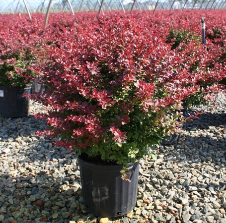 berberis crimson pygmy barberry shrub