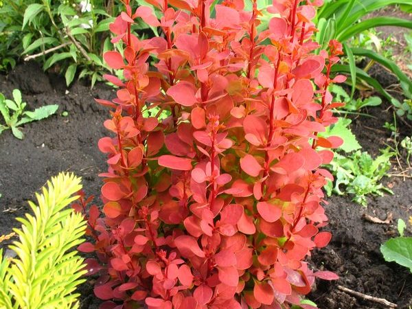 berberis orange rocket barberry shrub