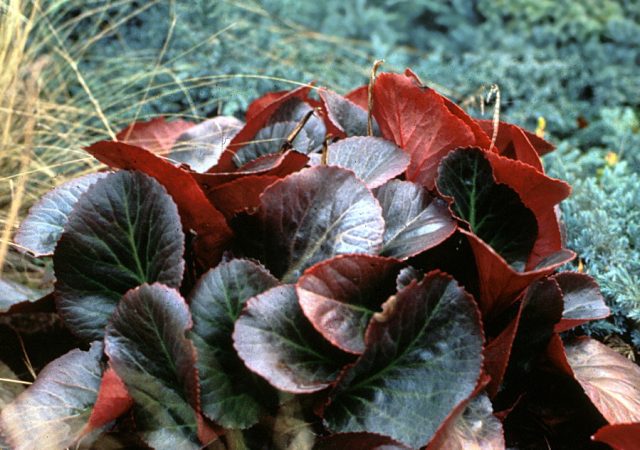 bergenia bressingham ruby pigsqueak perennial