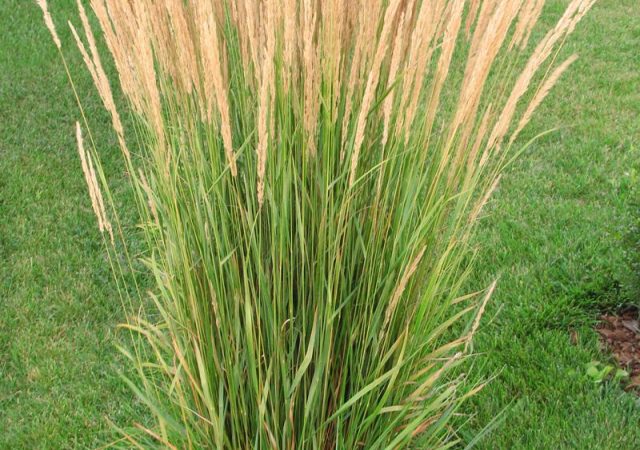 calamagrostis karl foerster feather reed grass perennial ornamental