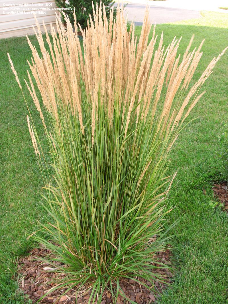 calamagrostis karl foerster feather reed grass perennial ornamental