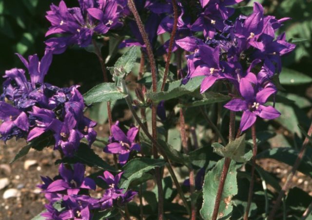 campanula joan elliot bellflower perennial