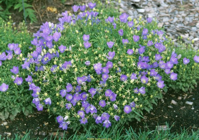 campanula blue clips bellflower perennial