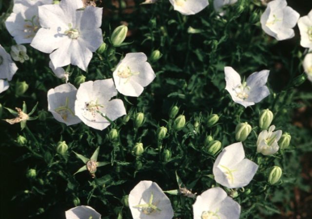 campanula white clips bellflower perennial