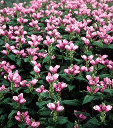 chelone hot lips turtlehead perennial