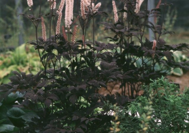 cimicifuga hillside black beauty bugbane snakeroot perennial