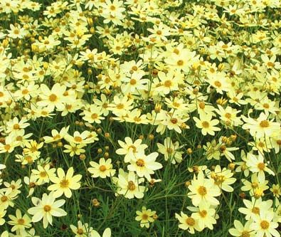 coreopsis moonbean tickseed perennial