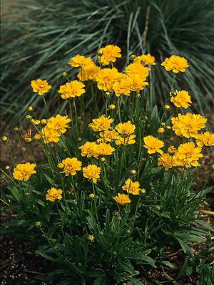 coreopsis early sunrise tickseed perennial