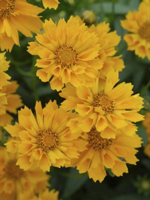 coreopsis jethro tull tickseed perennial