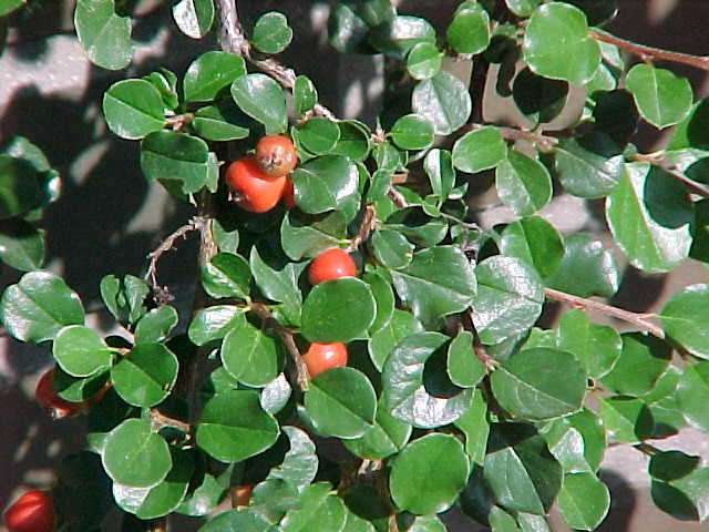 cotoneaster apiculatus cranberry shrub