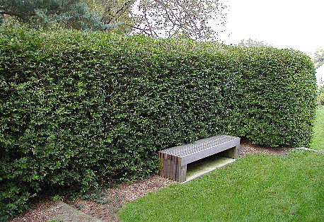 cotoneaster lucidus hedge shrub
