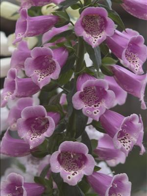 digitalis camelot rose foxglove perennial