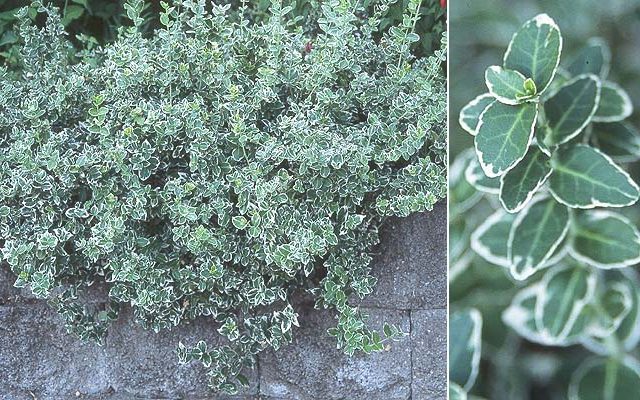 euonymus emerald gaiety wintercreeper shrub