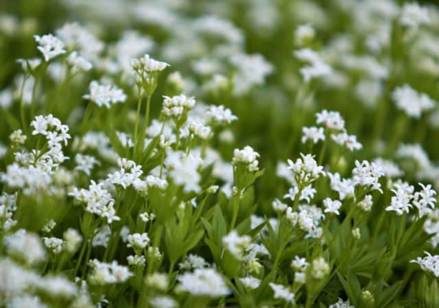 galium odoratum sweet woodruff perennial groundcover