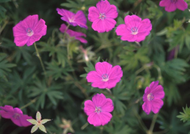 geranium new hampshire purple cranesbill perennial