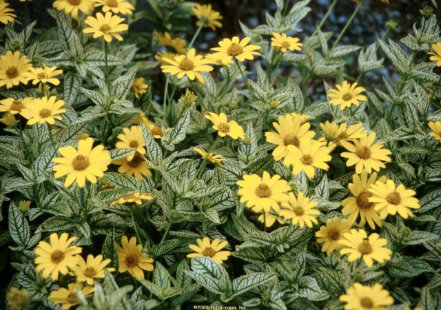 heliopsis loraine sunshine perennial oxeye sunflower