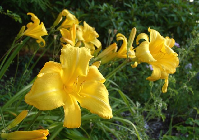 hemerocallis mary todd daylily perennial