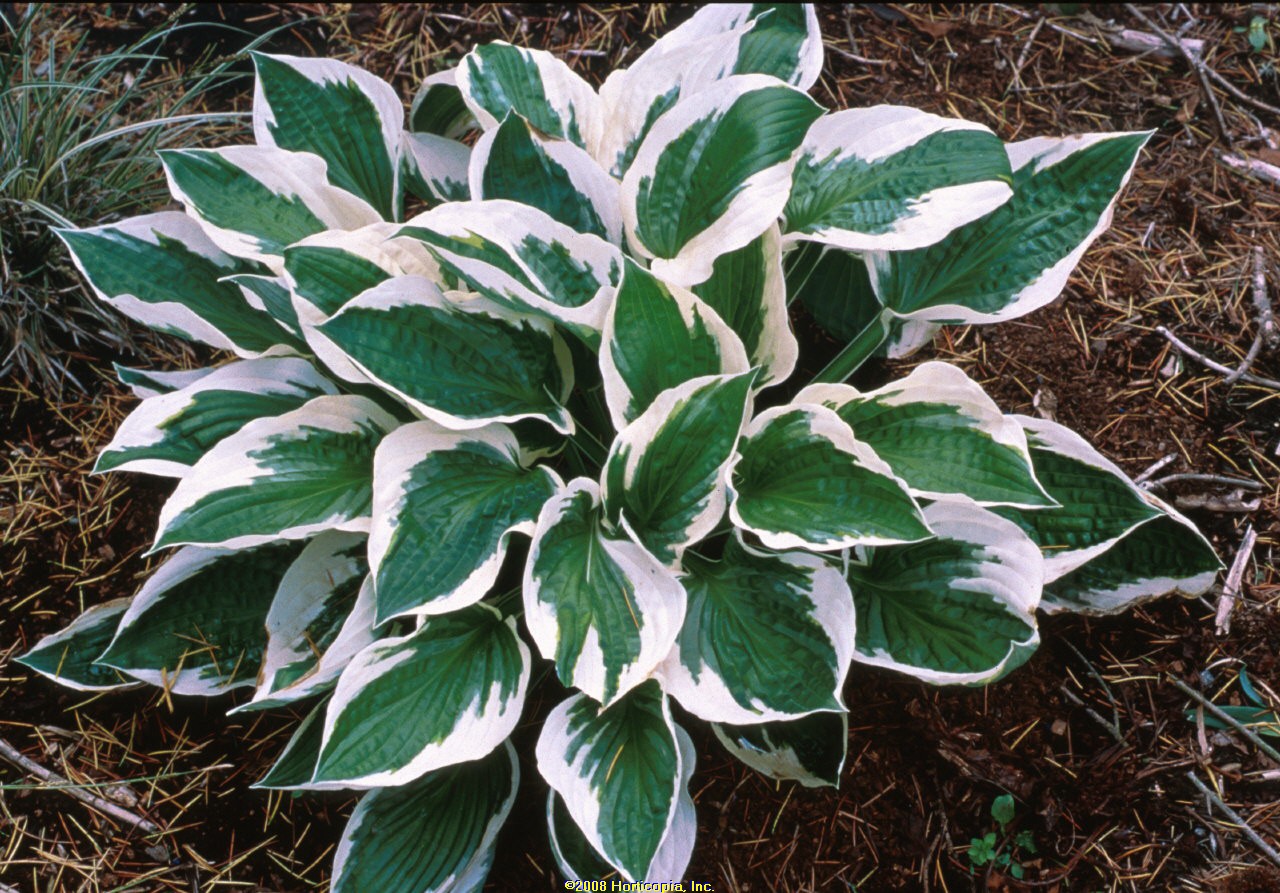 hosta patriot perennial