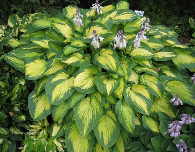 Hosta 'Paul's Glory' (Plantain Lily)