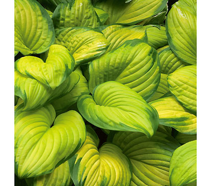 hosta stained glass perennial