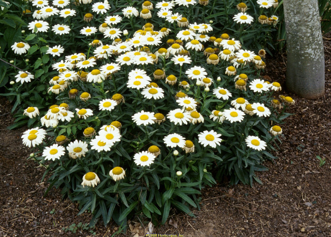 Leucanthemum snow cap shasta daisy perennial