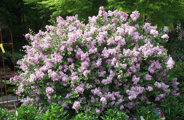 dwarf korean lilac syringa meyeri palibin shrub