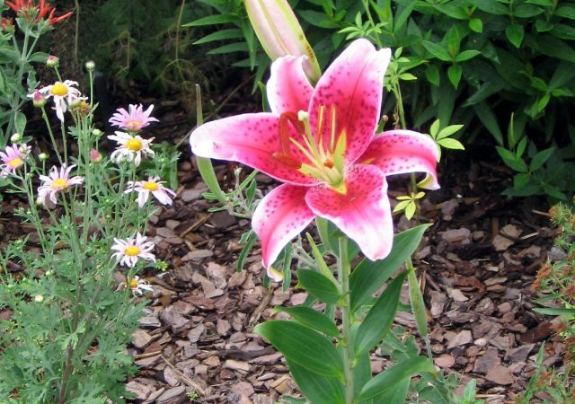 lilium stargazer lily asiatic perennial