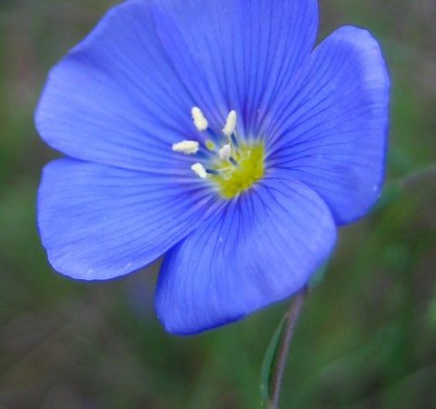 linum perenne blue flax perennial