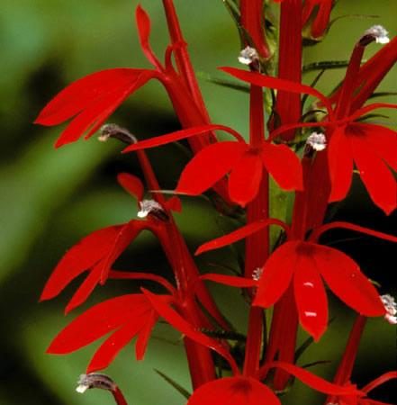 lobelia cardinalis cardinal flower perennial