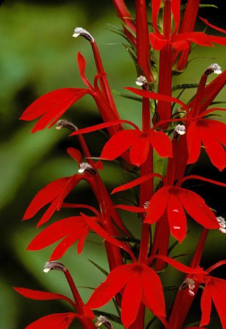 lobelia cardinalis cardinal flower perennial
