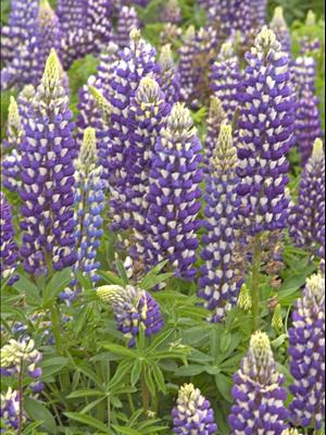 lupinus the governor lupine perennial