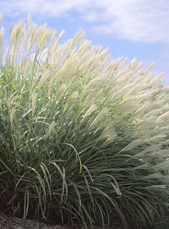 miscanthus japanese silver grass perennial ornamental