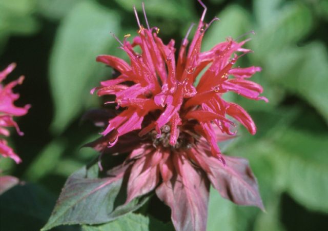 monarda raspberry wine bee balm perennial