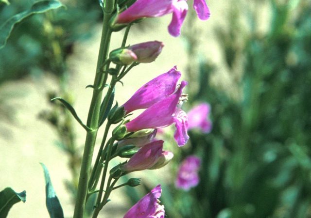 penstemon prairie dusk perennial beardtongue