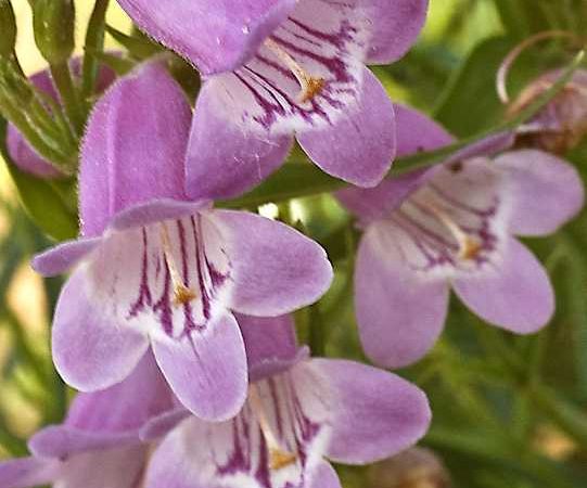 penstemon sweet joanne beardtongue perennial