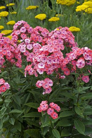 phlox junior dance perennial