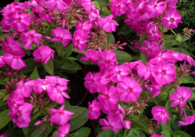 phlox junior dream perennial