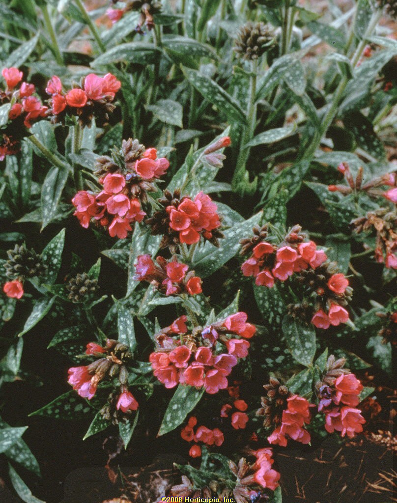 pulmonaria raspberry splash lungwort perennial