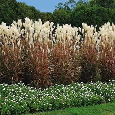 red flame grass perennial ornamental