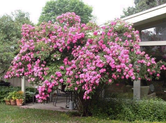 rose rosa william baffin shrub