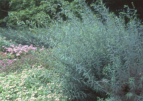 salix nana willow shrub