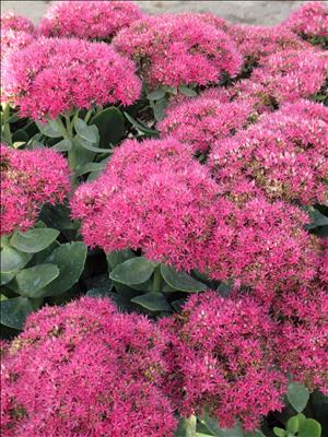 sedum neon stonecrop perennial