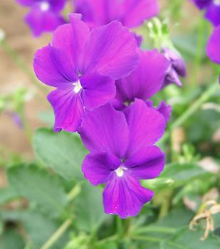 viola purple showers perennial